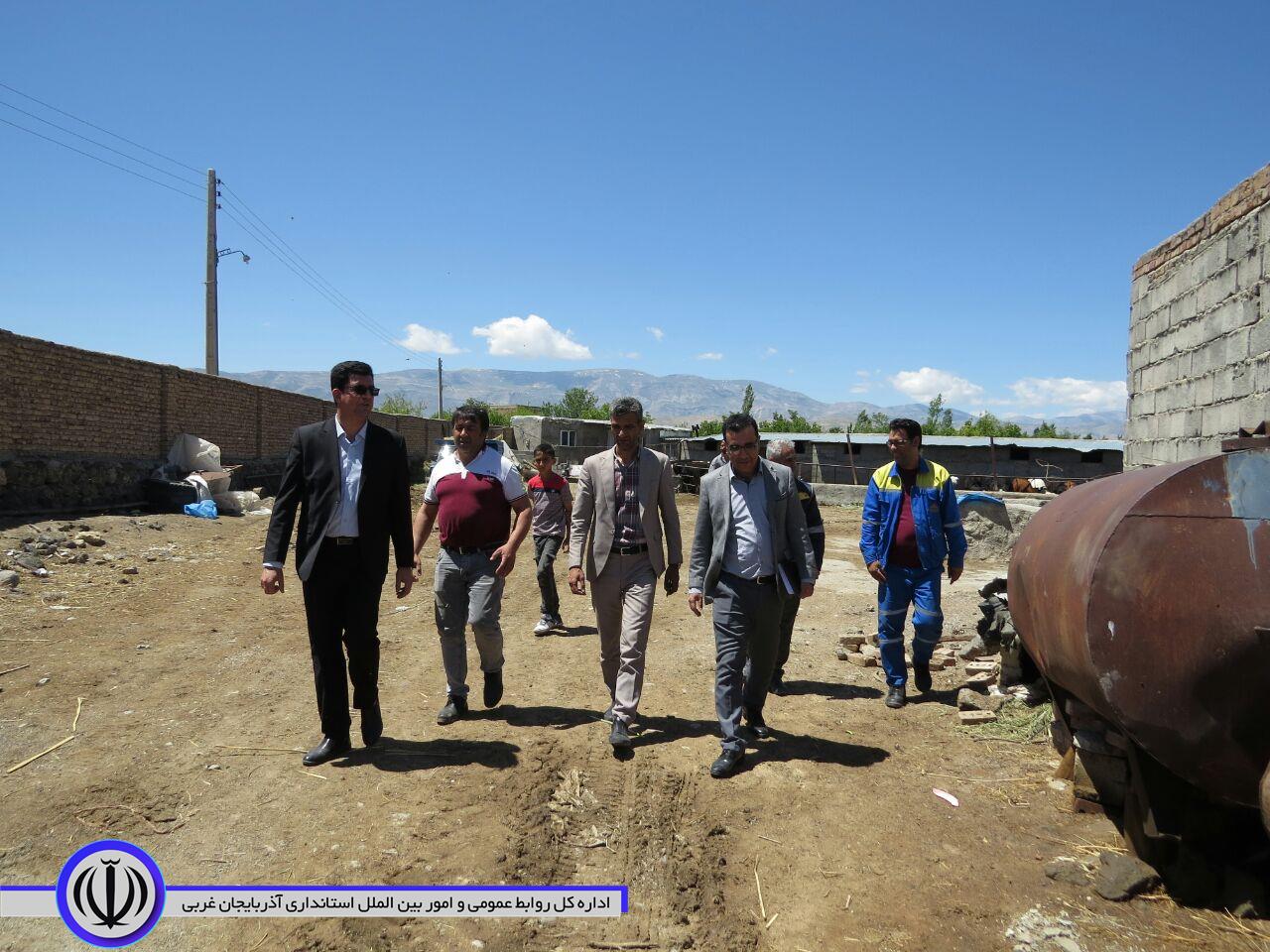 بازدید فرماندار شهرستان شوط و هیئت همراه از واحد گاوداری صنعتی 270 رأسی کاظمزاده