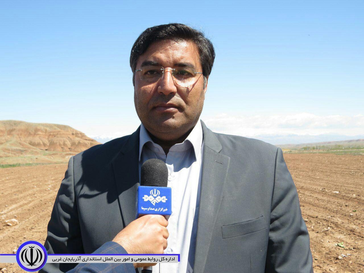 برای تولید دانه های روغنی آفتابگردان در شهرستان شوط اعتباری بالغ بر 10 میلیارد ریال هزینه شده است.