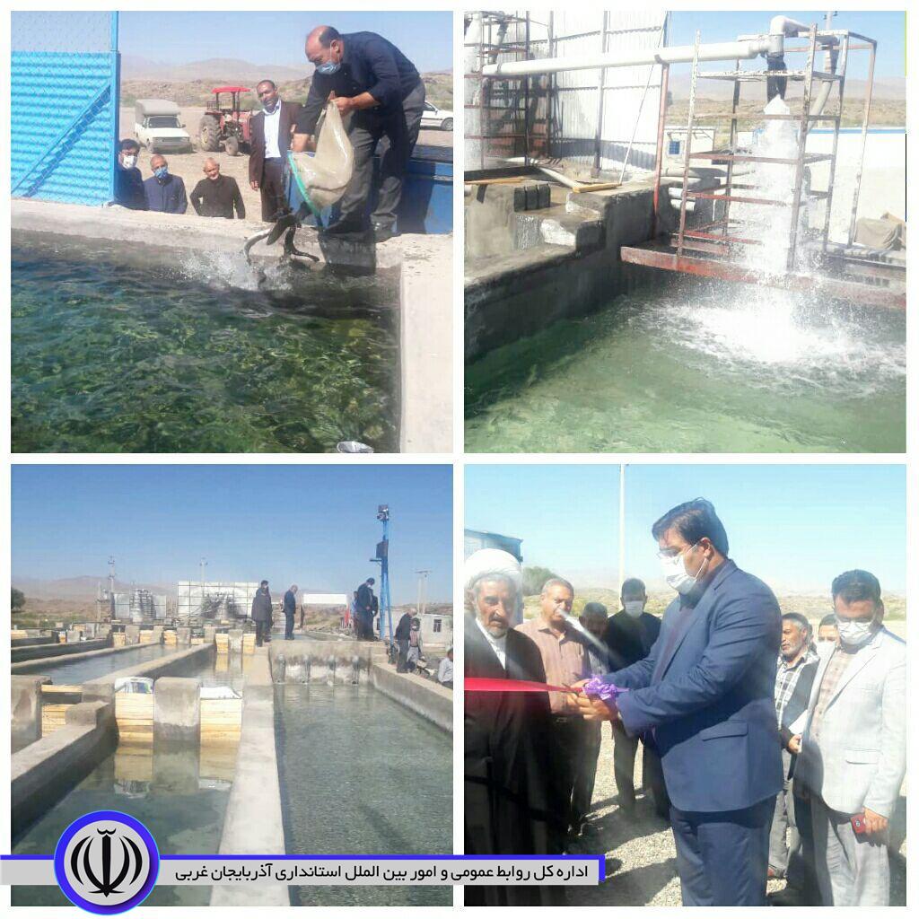 فعال سازی پرورش ماهی سردآبی در روستای خلج عجم و بازگشت به چرخه تولید